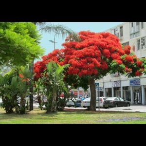 COPY - 10 seeds of red Royal poinciana tree or bonsai
